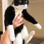 Vet du något om denna katt?
