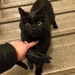 Katt på villo-vägar
