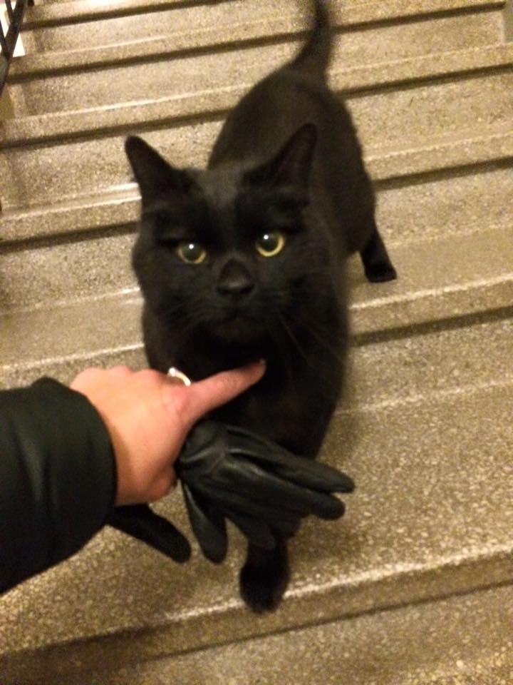 katt