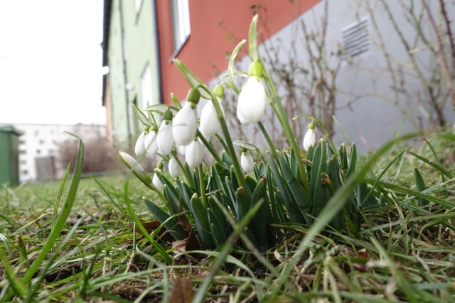 blommor3