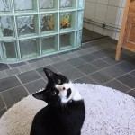 ”Hjälp oss hitta Tassen”