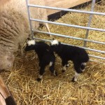 Årets första lamm födda