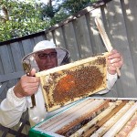 ”Honung växer inte på Konsum”