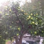 ”Välkomna att plocka våra äpplen”