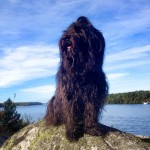 ”Vänner från hela världen har röstat på Zsazsa”