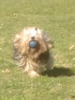 hund1
