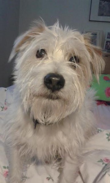 hund2'