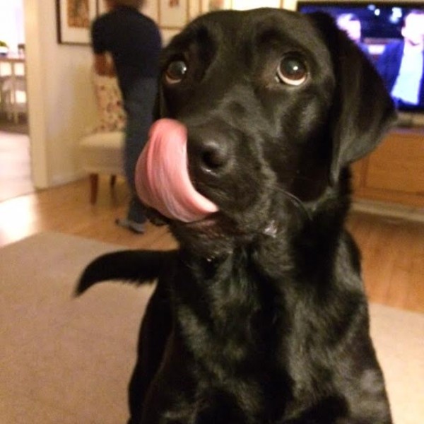 hund5