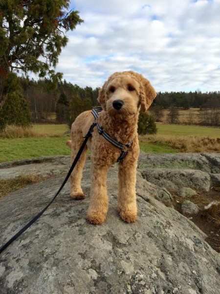 hund6