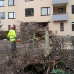 Blåsten välte många träd