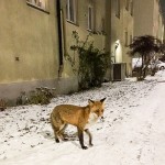 ”Den såg frisk ut och fin i pälsen”