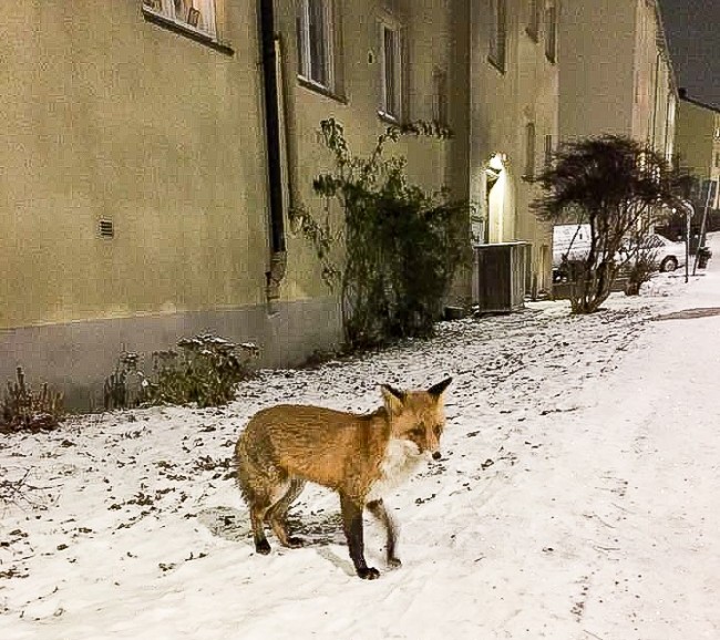 Rose Marie Söderlung Räv