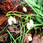 ”Nu är dom här!”