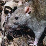 ”Jag har aldrig sett så mycket råttor!”