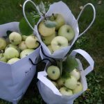 Rekordmånga äpplen i trädgårdarna – så fungerar Fruktförmedlingen