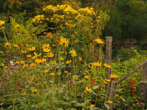 vinterviken blommor