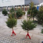 12 platser där du kan köpa din julgran