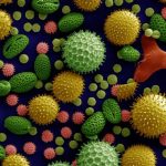 Pollenallergiker kan andas ut