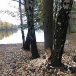 Insändare: Naturen är så fin här