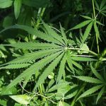 Hund fick i sig cannabis under promenad