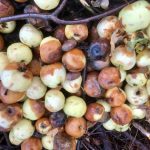 Rekordår för återvinning av fallfrukt