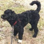 Hund från Västertorp bortsprungen i Glömsta