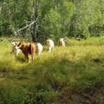 Kosläpp i Sätraskogen – livesänds