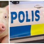 Gris i Gröndal rymde vid nattpromenad  – förföljde man