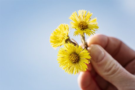 tussilago