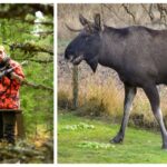 Älgjakt startar – myndighet uppmanar  skogsflanörer bära färgglada kläder