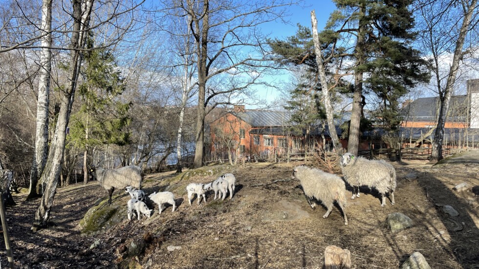 får och lamm