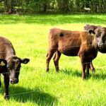 Kosläpp i Sätraskogen – så bidrar kossorna till naturreservatet