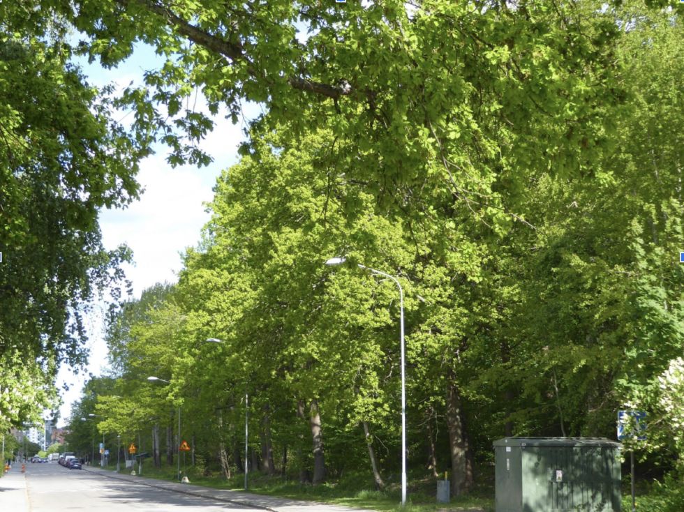 skog