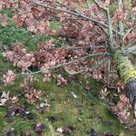 Vandalisering i Vinterviken: Flera träd kapade – så agerar stadsdelen