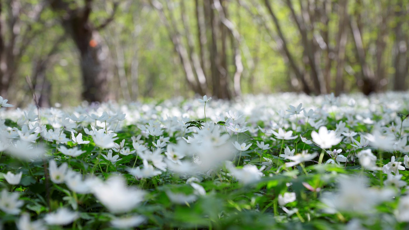 hansta-naturreservat-vitsippor