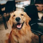 Överväger du att köpa hund? Vi hjälper dig på vägen