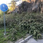 Dags för årets naturmarksvård i Hägersten-Älvsjö