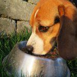 Hundmat och hundfoder