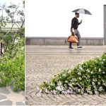 Bilder: Starka vindar orsakar skador på torg och i parker
