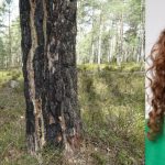 Nytt naturreservat på gång