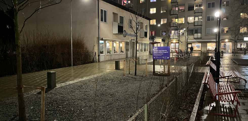 En bild på ett antal träd som relativt nyligen planterats.