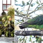 Unik fågelart stoppar Hägerstens biltrafik