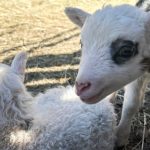 Film: Så gick födseln av alla lammen i Eolshäll – en stor lättnad