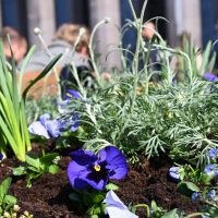 blommor