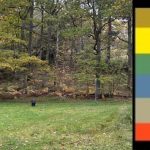 Debatt: Skamligt Miljöpartiet! 