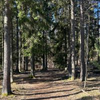 skog