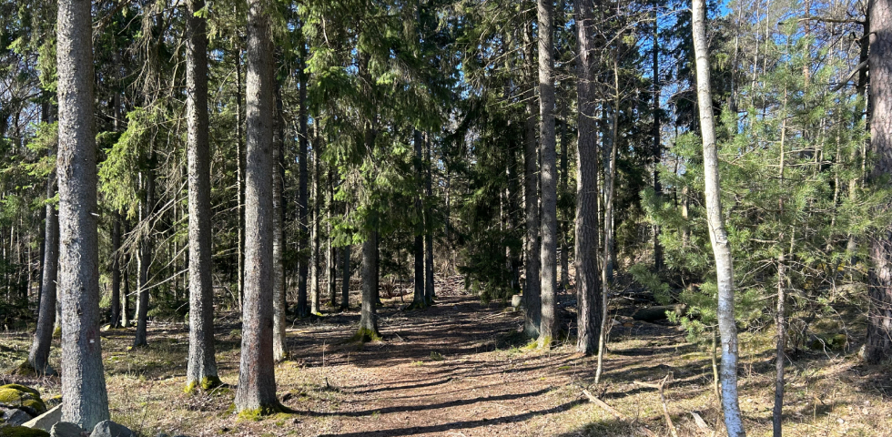 skog