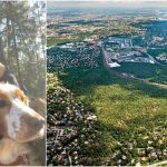 Förslag: Skydda grönområden mellan naturreservaten Älvsjöskogen, Sätraskogen och Gömmarens naturreservat