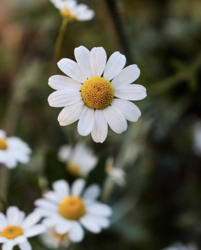 blommor