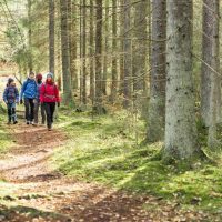 folk som vandrar i skog